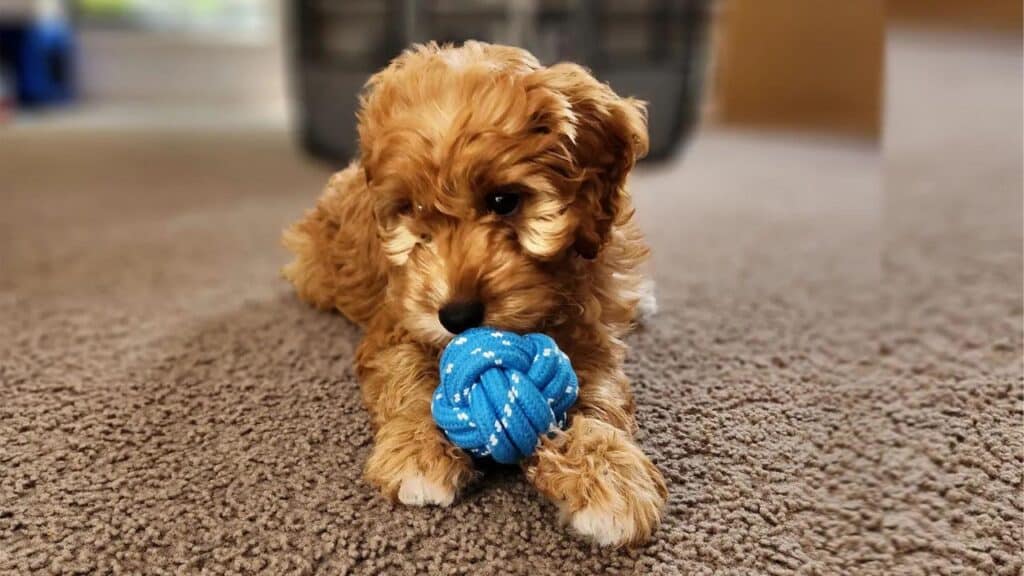 adopt-mini-spoodle-dog-breed
