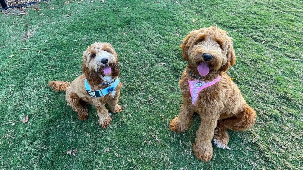 spoodle-as-family-dog