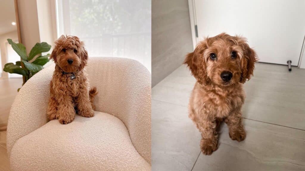 spoodle-dog-breed-infomation