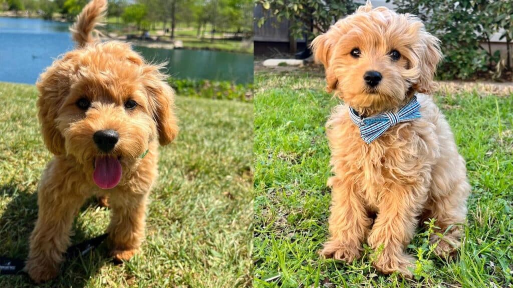 adopting-cavoodle-puppy