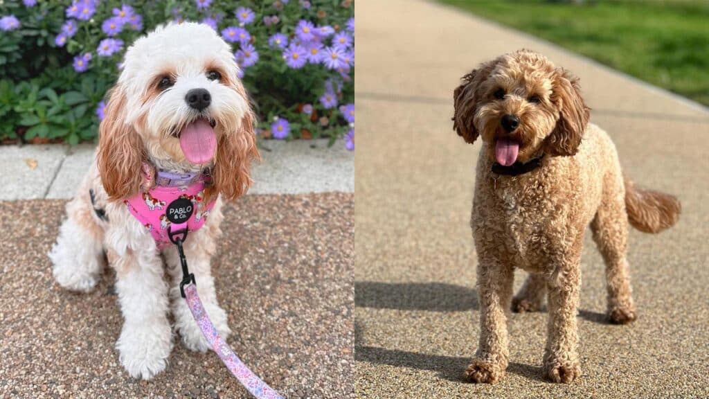 cavoodle-behavior-problems