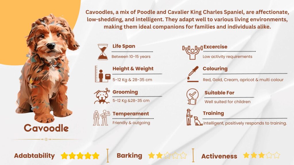 cavoodle-characteristics