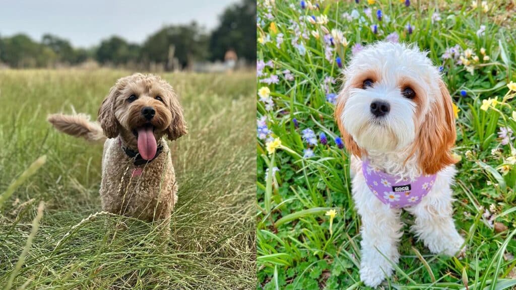 cavoodle-dog-breed-infomation
