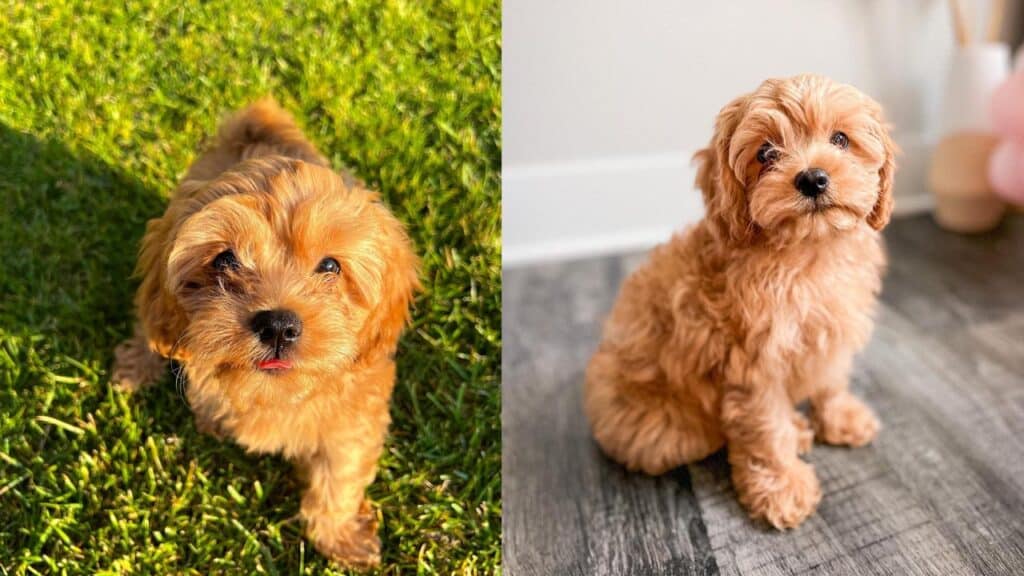 cavoodle-pros-and-cons-bentleyandmelon