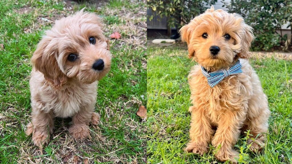 cavoodle-shedding-guide