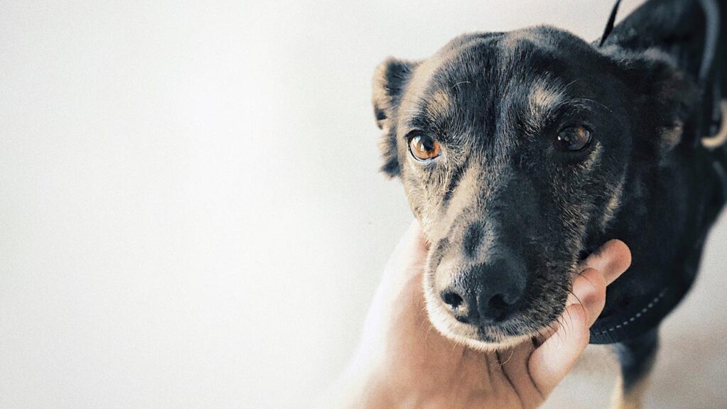 chocolate-toxicity-in-dogs-1