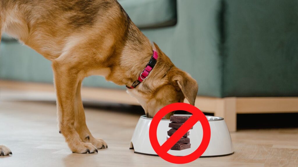 chocolate-toxicity-in-dogs