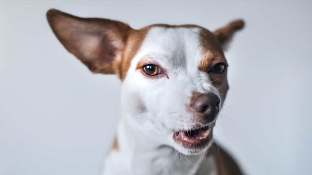 chocolate-toxicity-in-dogs-2