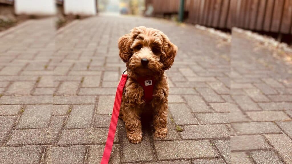 goldendoodle-groodle-puppies