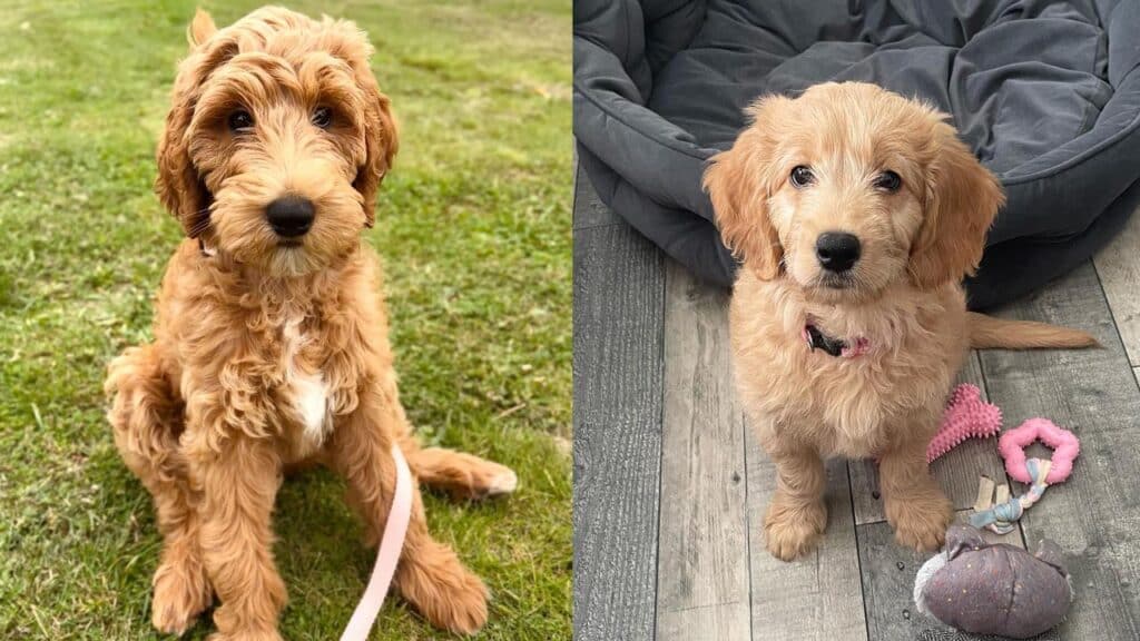 groodle-dog-breed-infomation