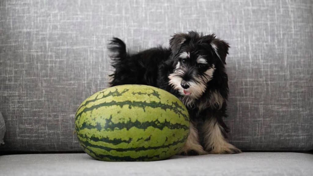 is-watermelon-safe-for-dogs