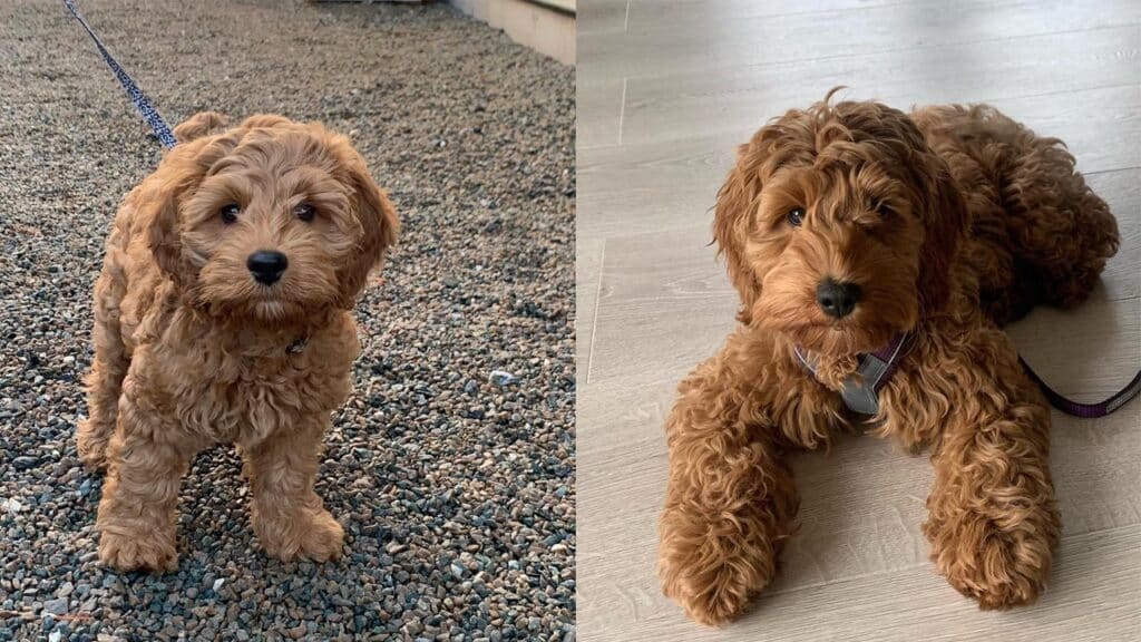 spoodle-shedding explained-littlecockapooindy