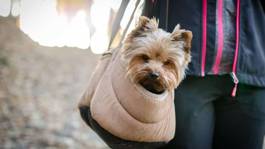 travelling-with-small-breeds-in-australia