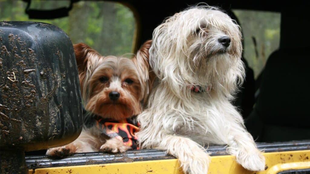 travelling-with-small-breeds-in-australia