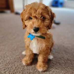 archie.mini.spoodle-dogs-that-stay-small