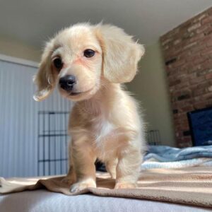 coco.and.avi-dachshund-dogs-that-stay-small
