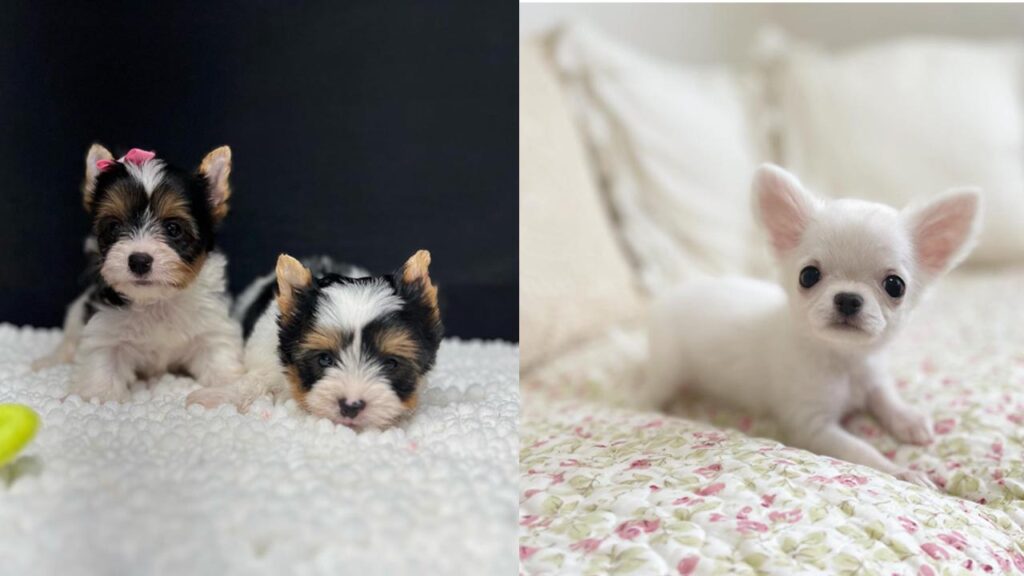 dogs-that-stay-small