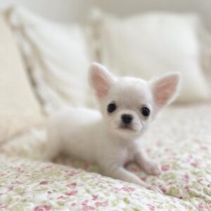 harmony_chi-chihuahua