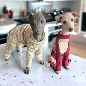 iggysuitslondon-italian-greyhound