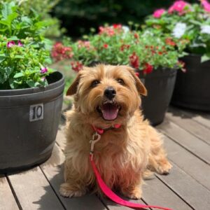 jaico610-norfolk-terrier