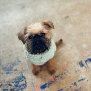 juannaranjopaint-brussel-brussels-griffon