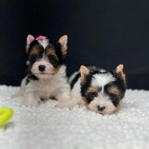 madamespuppy-beiwer-terrier-dogs-that-stay-small