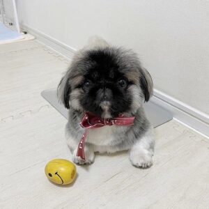 mobb_pekingese-pekingese-dogs-that-stay-small
