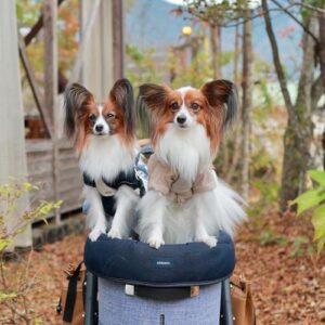 papillon_comona-dogs-that-stay-small