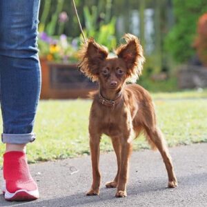 russiantoydogs-dogs-that-stay-small