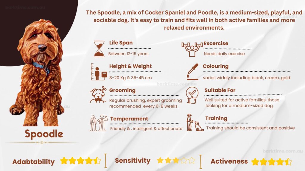 Spoodle Characteristics