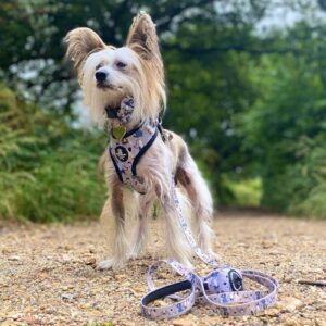thanos_the_hairy_hairless-chinese crested